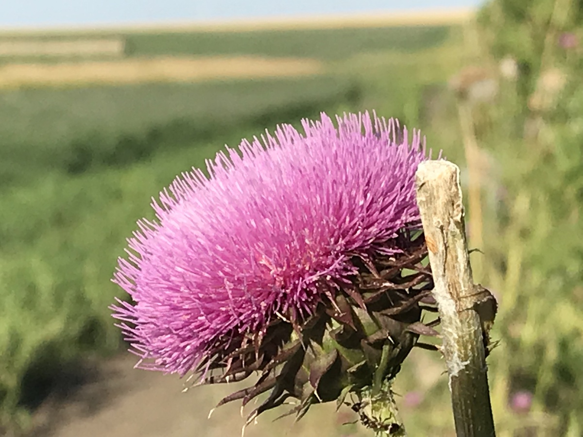 Thistle about 300 meters east of the confluence point. 