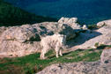 #5: mountain goat on Harney Peak