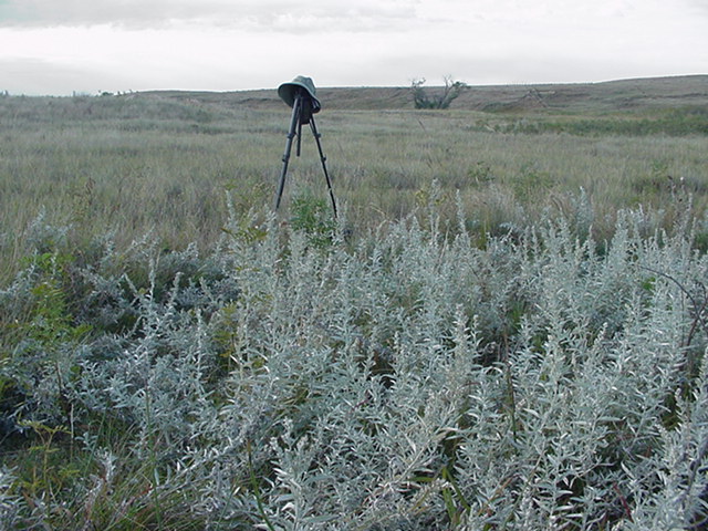 The site looking south with the sagebrush.