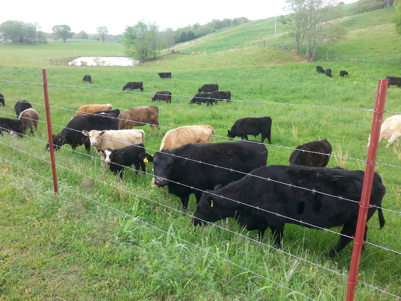 Happy cattle 