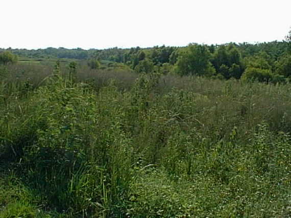 Photo of the swamp down the hill