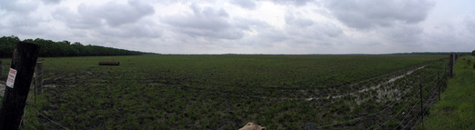 #1: Panorama showing the field with the confluence