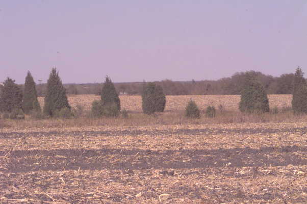 View from the confluence toward the north, Burlington water tower on horizon, juniper patch (10/1999)