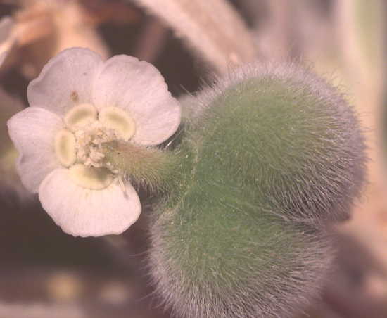 Snow-on-the-Prairie, cyathium with pistillate flower setting fruit