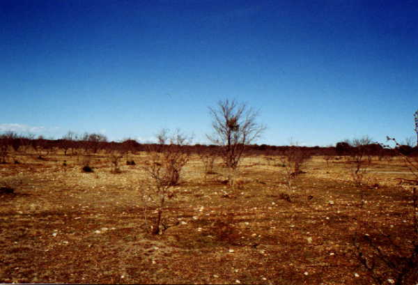 Typical view across the pasture
