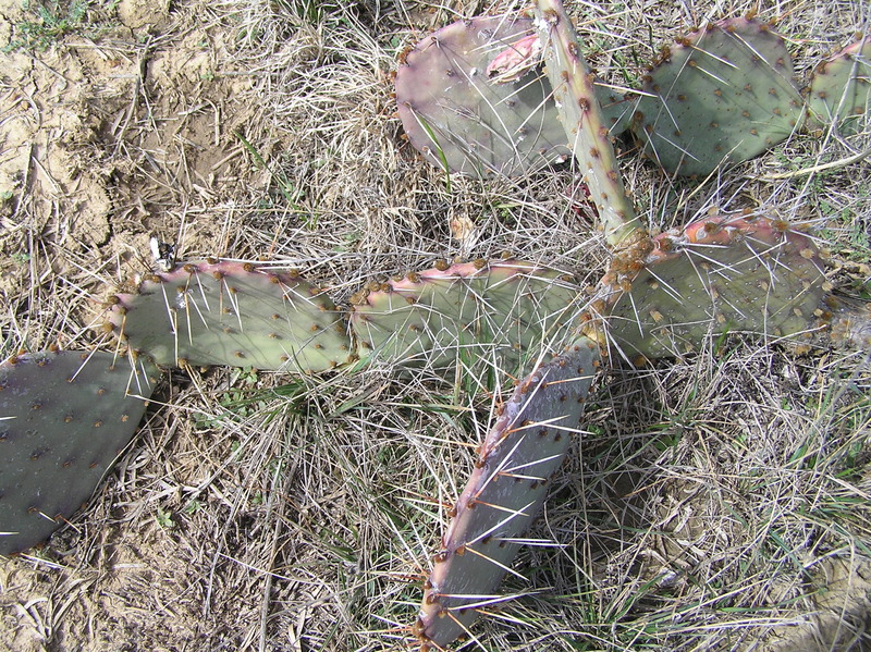 Ground cover:  Lots of prickly pear cactus.