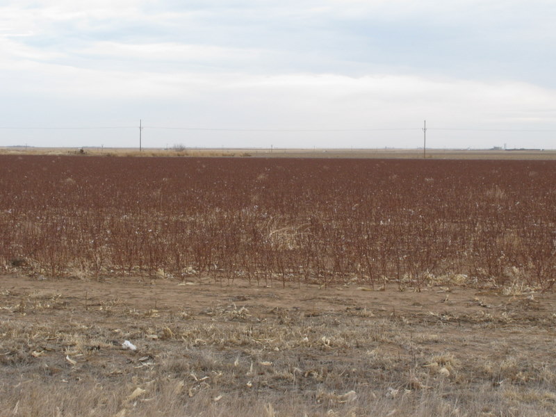 Harvested cotton field near the confluence