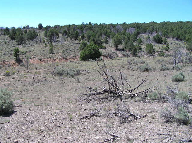 View to the south's pinon-juniper forest from the confluence.