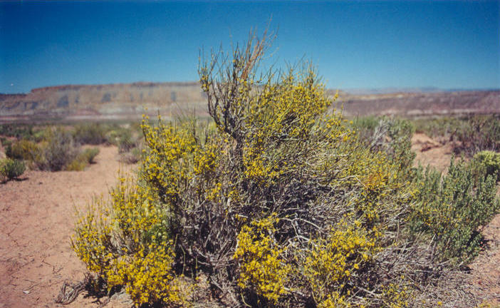 Blooming creosote bush in Dry Wash.