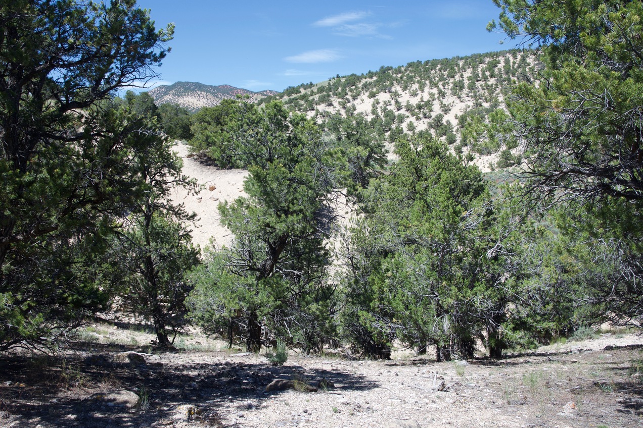 The confluence point lies near the top of a small hill, in a grove of pine trees.  (This is also a view to the North.)