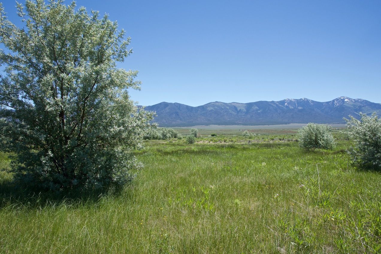 The confluence point lies in a grassy, slightly marshy area within the Deep Creek Valley.  (This is also a view to the East.)