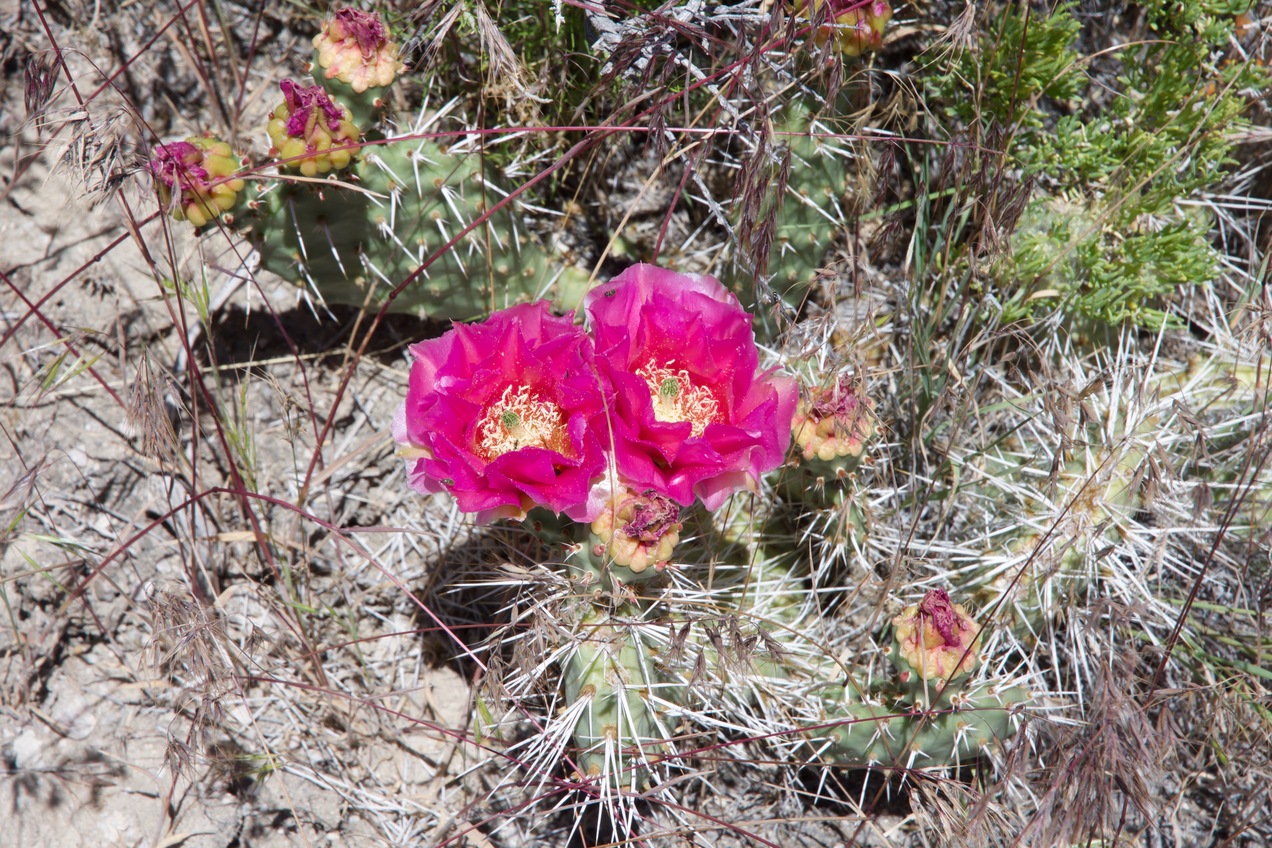Flowering cactus alongside the road that approaches the point from the South