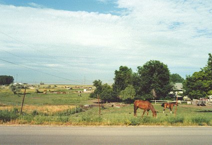 Horses grazing in a field.