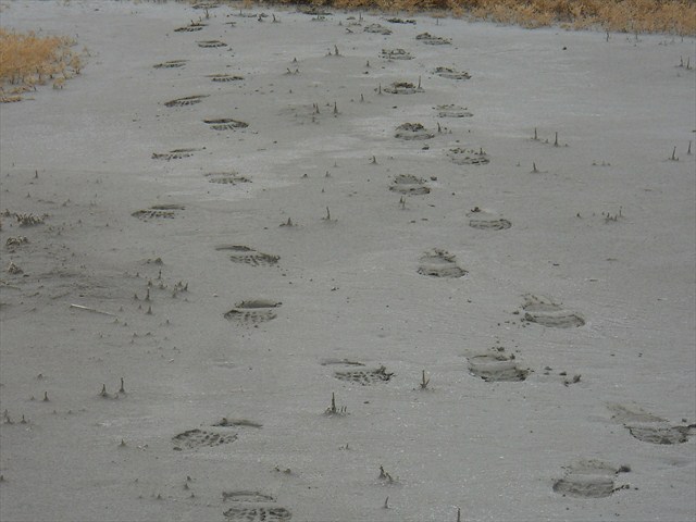 Footprints through the salt mud