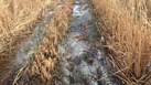 #10: The path through the wetlands that must be crossed
