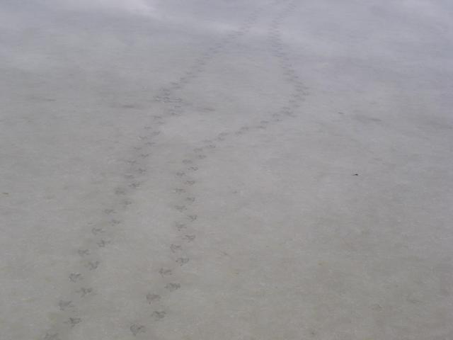 Duck tracks in two inches of water