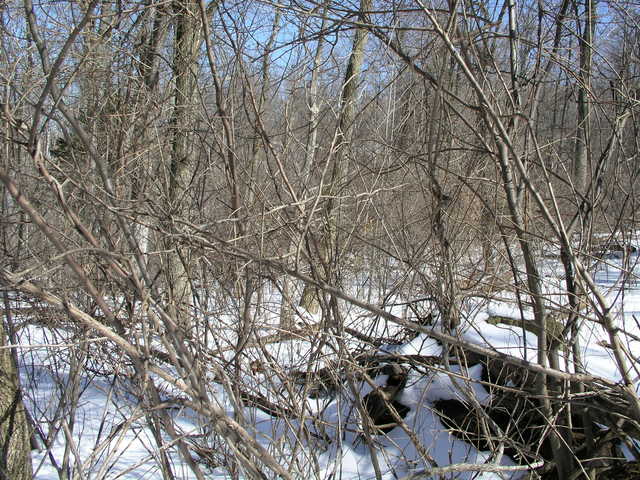 Even in winter, branches partly obscure the view to the east from 39N 78W.