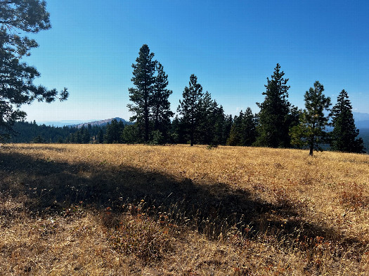 #1: The confluence point lies in a grassy meadow, surrounded by pine trees.  (This is also a view to the West.)