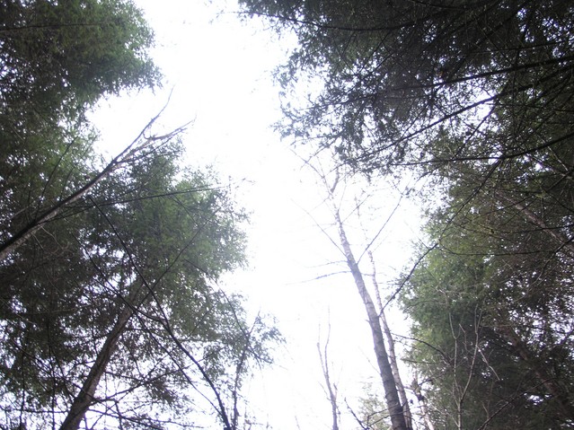 Looking up between the 30 m tall trees