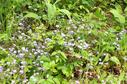 #4: Forget-me-nots in the driveway