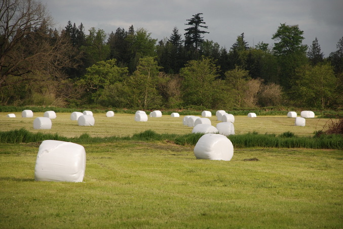 Marshmallow field on the way to the CP