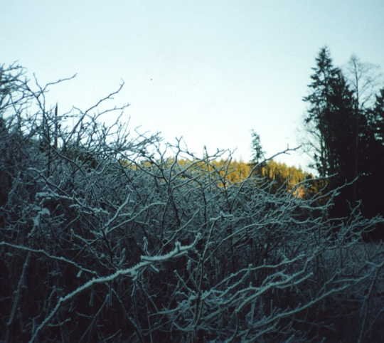 Frosty bushes at the side of the fire road
