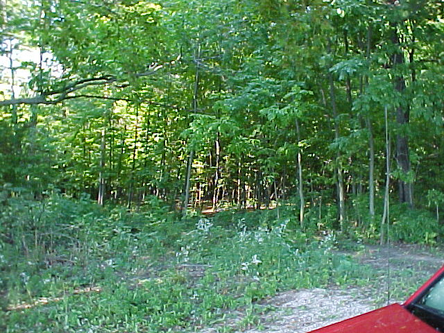 Looking north into the woods