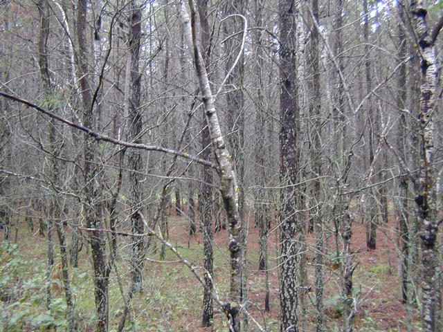 Pine Thicket