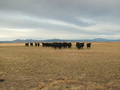 #10: Black Angus cows west of Ayers Road