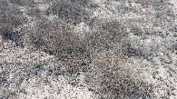 #5: dry scrubs at confluence on Ustyurt Plateau