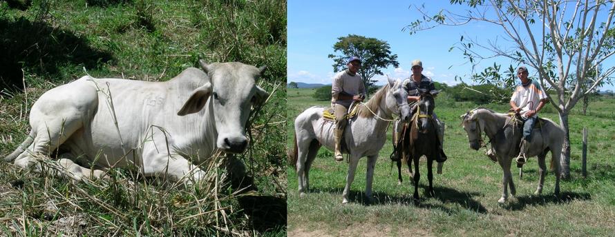 Typical livestock with Llaneros