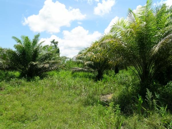 oil palms everywhere – view to CP