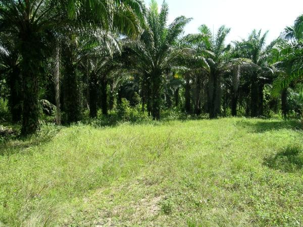 oil palms everywhere – closest to CP