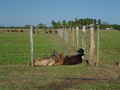 #7: Actividad ganadera en la zona / Livestock in the area