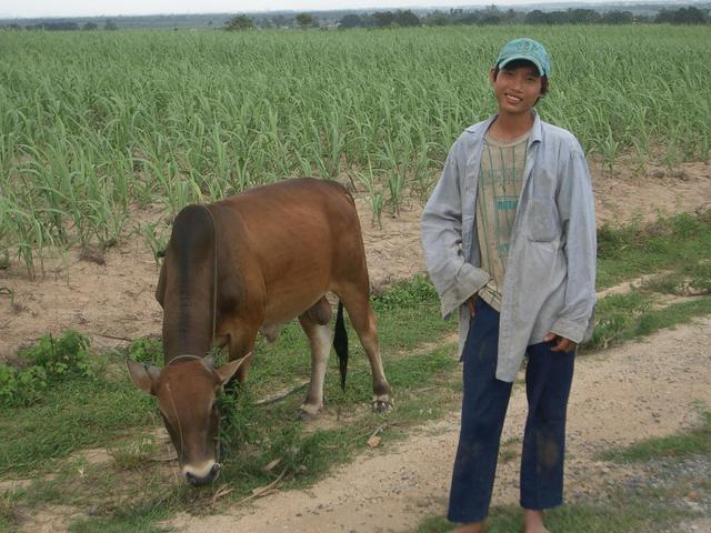 A boy with his ox tending the field.