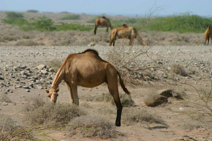 Camels by the road to al-Hudayda