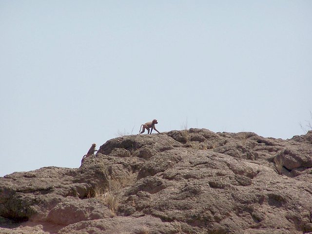 Baboons (Papio sp.) 1 km from the confluence point