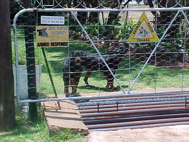 Rottweilers guarding the farmhouse from the inside of a high fence.