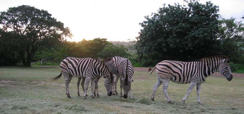 Zebra in Nature Reserve