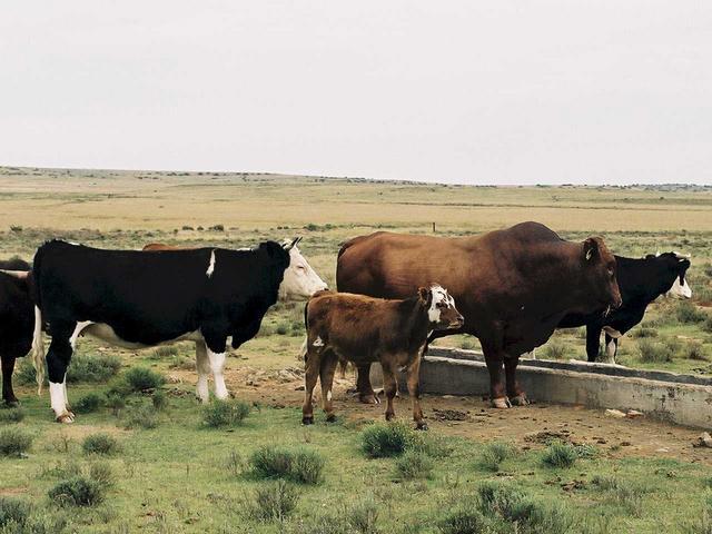 Some typical cattle - Afrikander bull with cows and calves