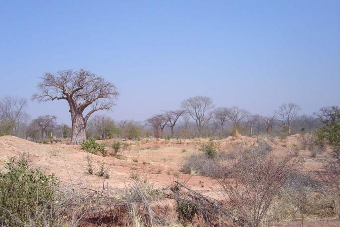 View near our stop with baobab tree and termite mound