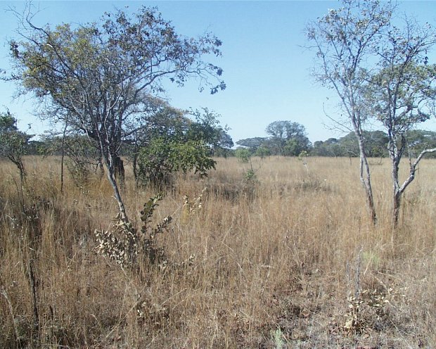 View East, trees in grass land