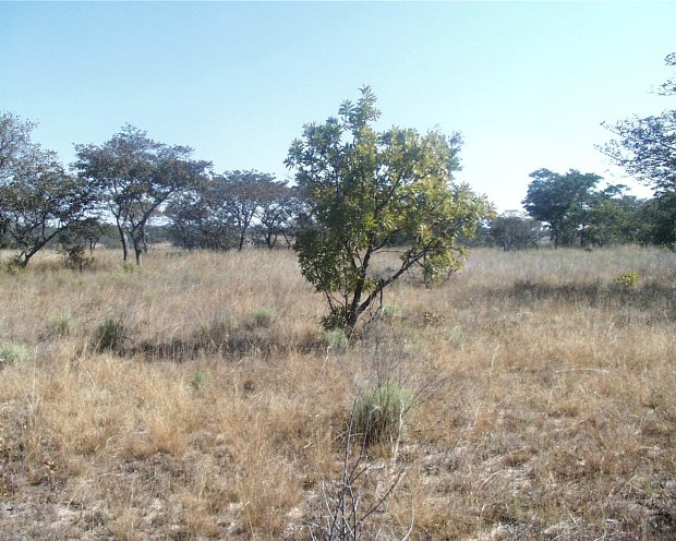View West, trees in grass land
