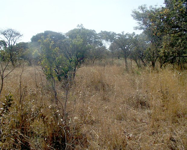 View North, trees in grass land