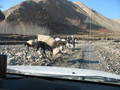 #8: Donkeys are a common means of transport
