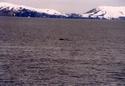 #2: View east-south-east: Humpback Whale and Deception Island: Stonethrow Ridge (left), Vapour Col (centre)