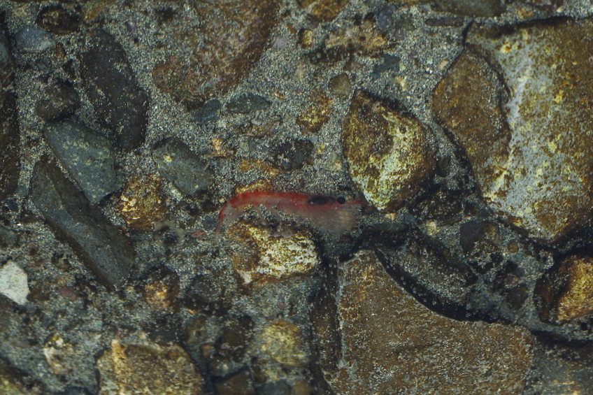 Common Confluence Visitor - Krill