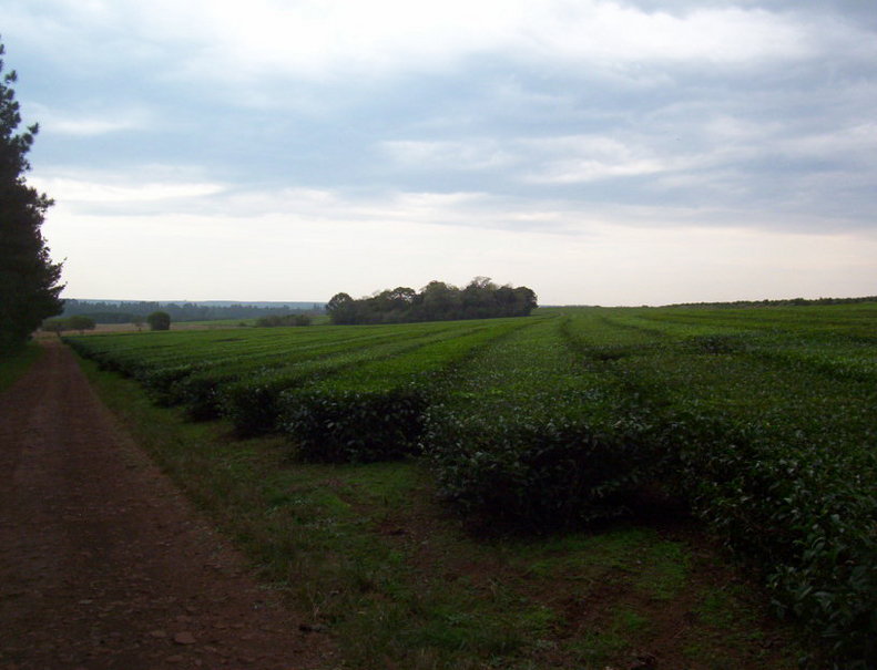 Plantación de te. Tea plantation