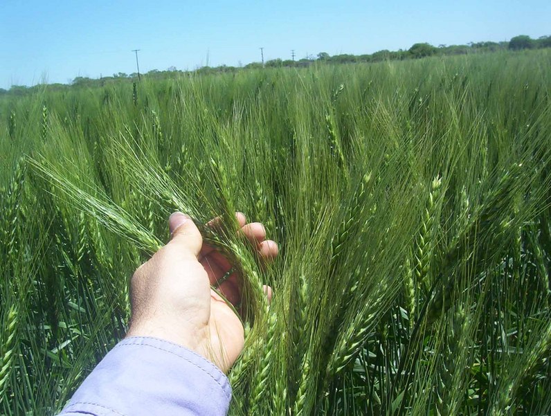 Trigo /wheat plantation