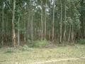 #3: a forest of eucalyptus trees to be passed